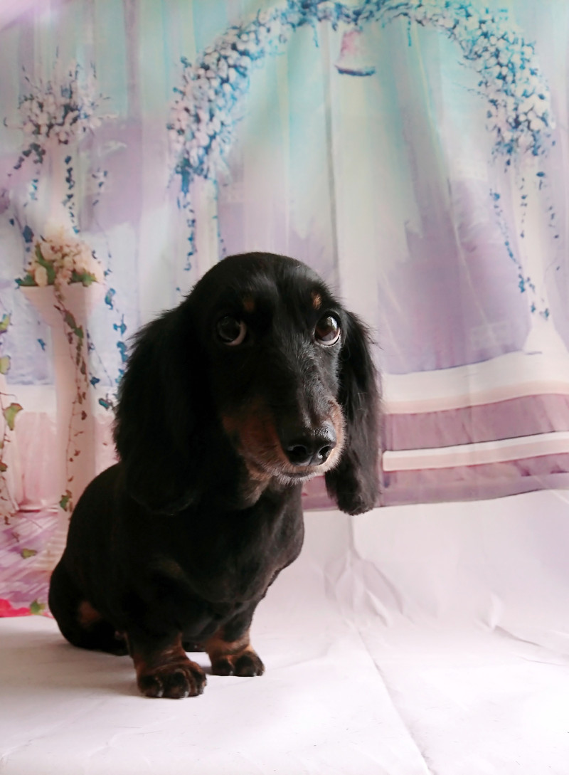 ダックスのすももちゃん トリミングコース デンタル