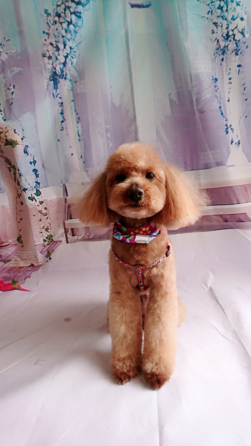 プードルのチョコちゃん トリミングコース