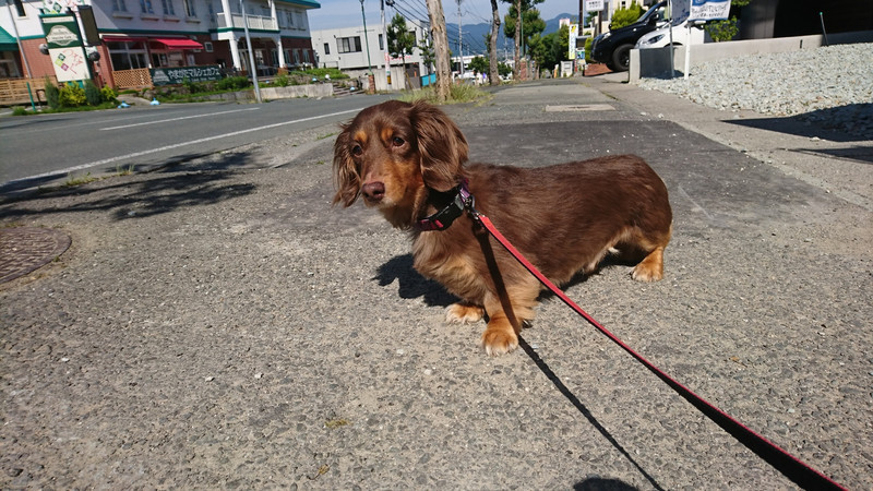 ダックスのレオンちゃん お泊まりの様子