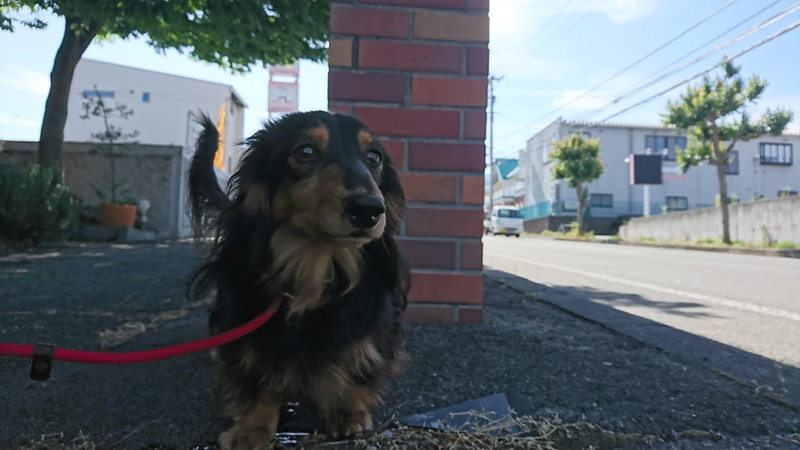 ダックスのヤマトちゃん＆ケントちゃん お泊まりの様子