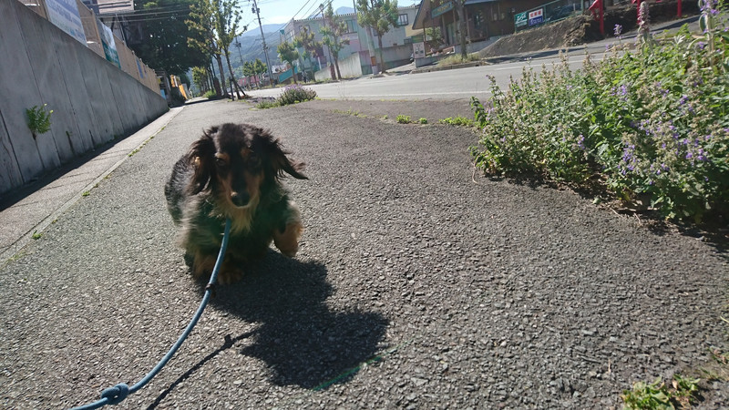 ダックスのヤマトちゃん＆ケントちゃん お泊まりの様子