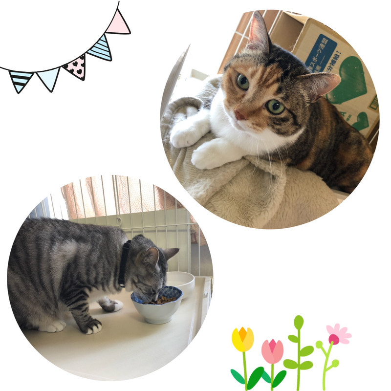 猫 はなちゃんふくちゃん お泊まりの様子