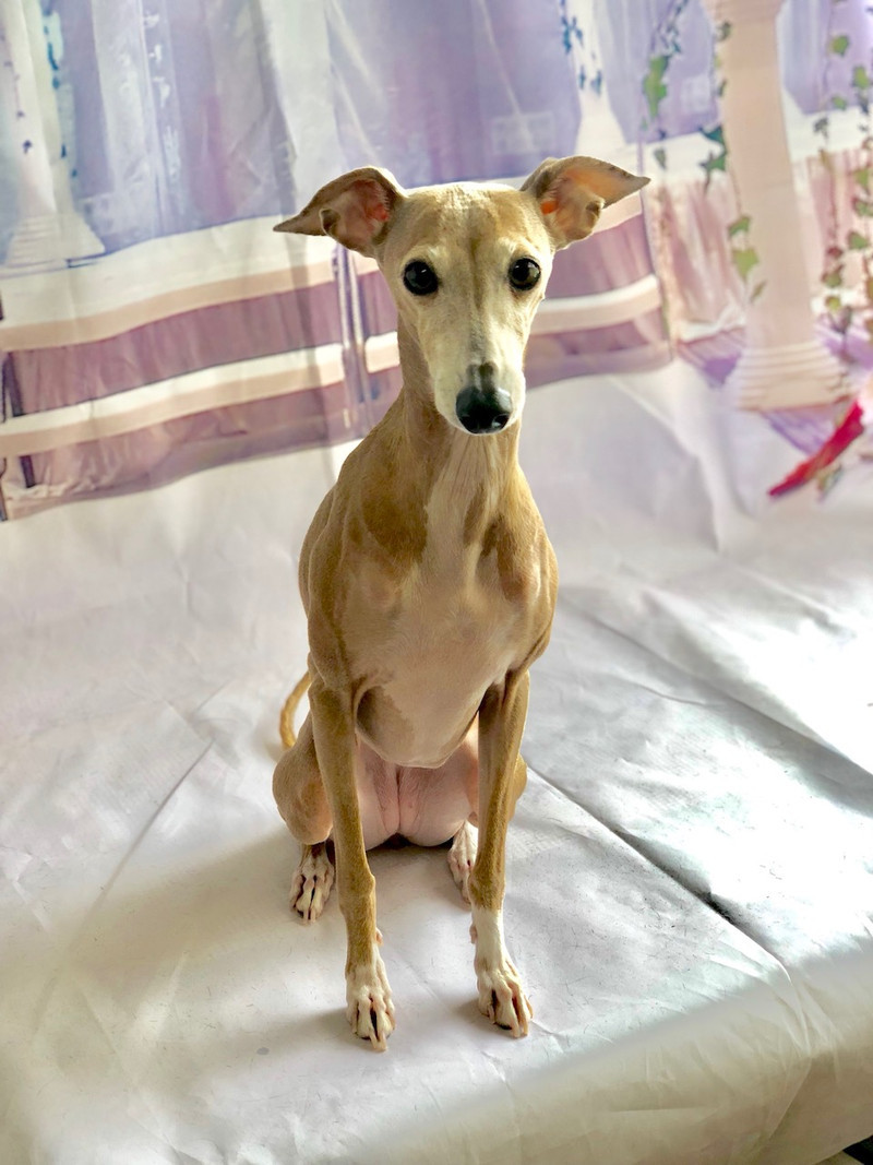 イタリアングレーハウンド ティノちゃん グルーミングコース