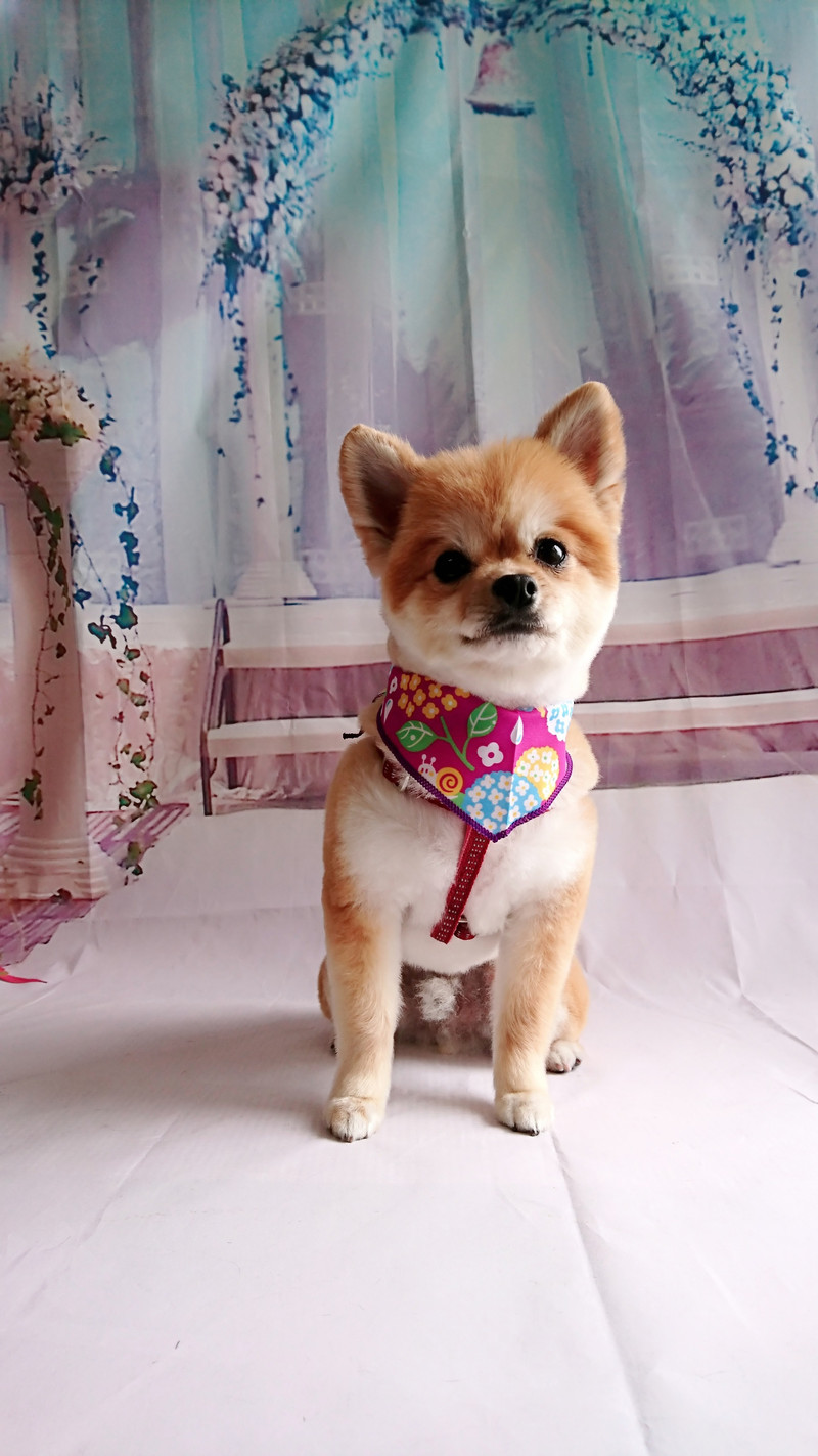 ポメラニアン×チワワの虎徹ちゃん トリミングコース ハーブパック