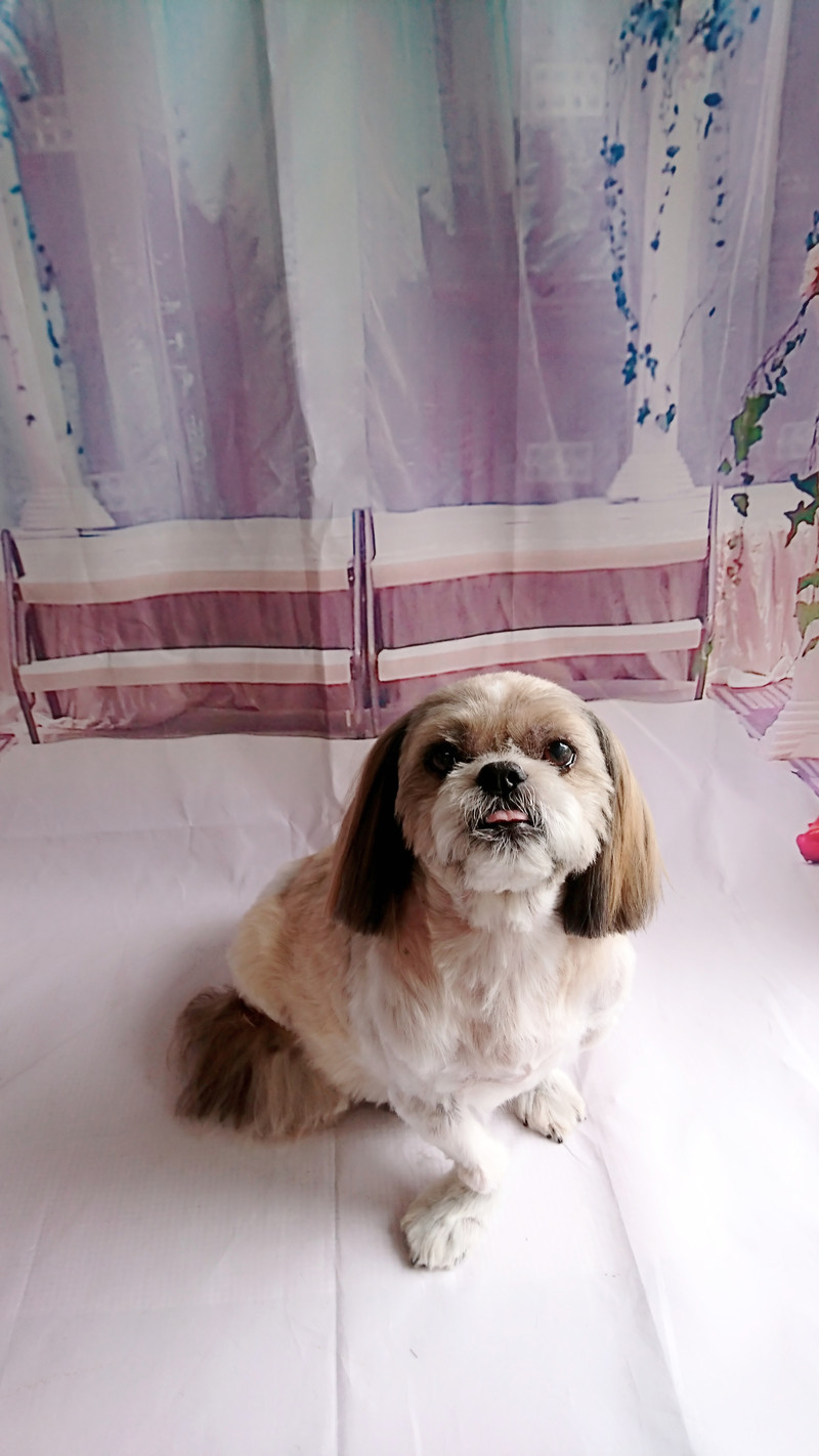 シーズーのクーちゃん トリミングコース