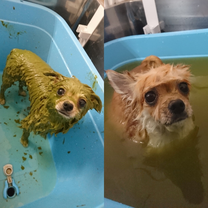 ポメラニアン×チワワの虎徹ちゃん トリミングコース ハーブパック