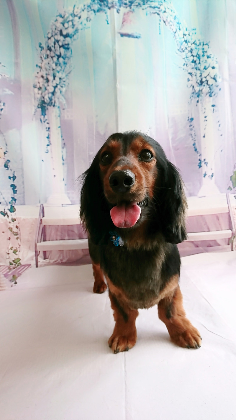 ダックスの福ちゃん トリミングコース