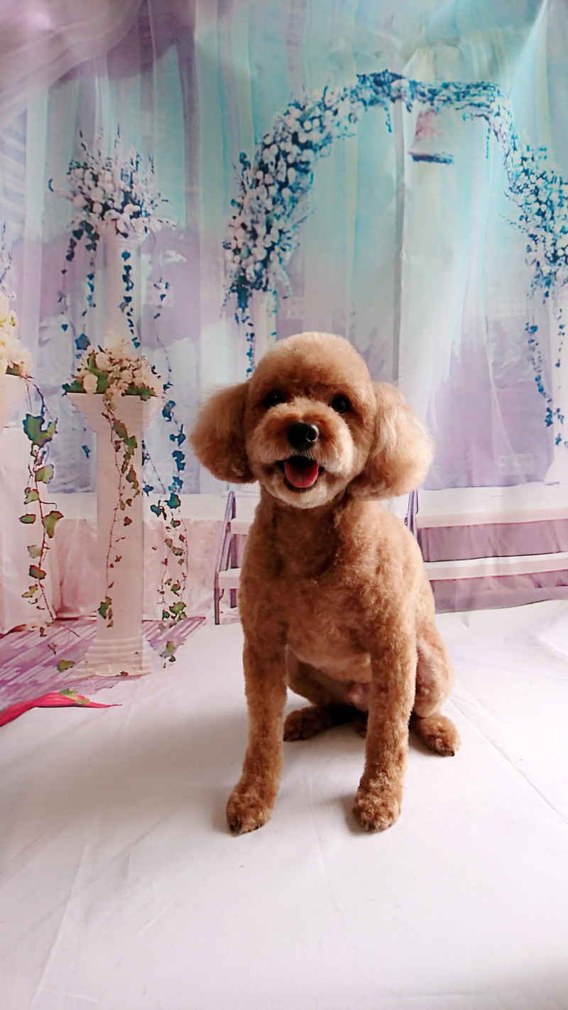 プードルのチロルちゃん トリミングコース デンタル