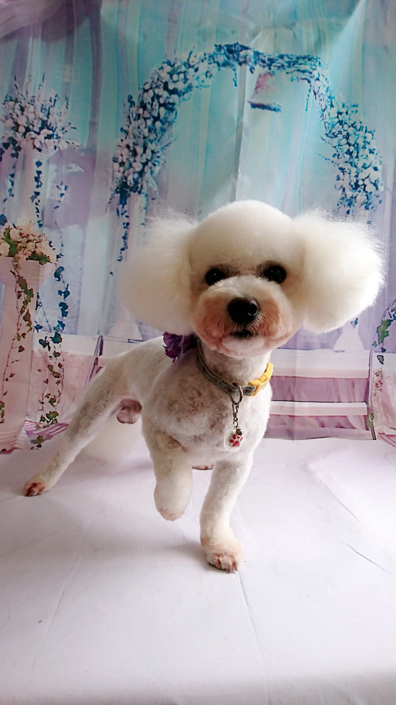 ビションフリーゼの玲苺斗ちゃん トリミングコース