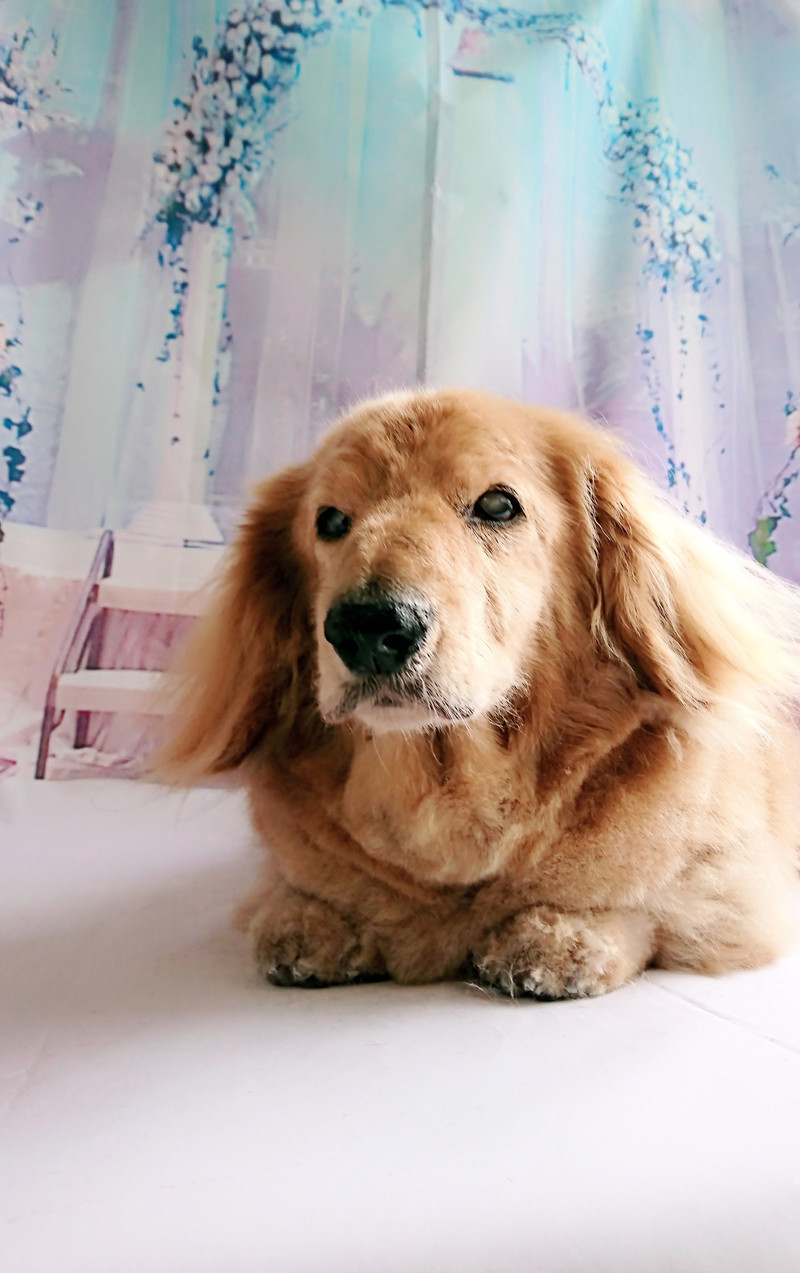 ダックスのムーちゃん グルーミングコース デンタル 部分カット