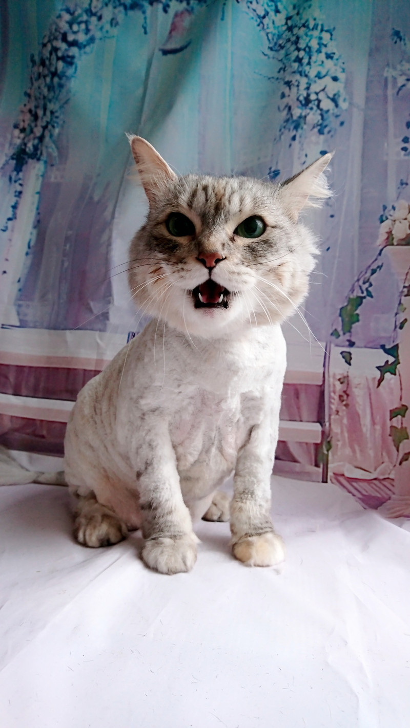 猫のココちゃん トリミングコース