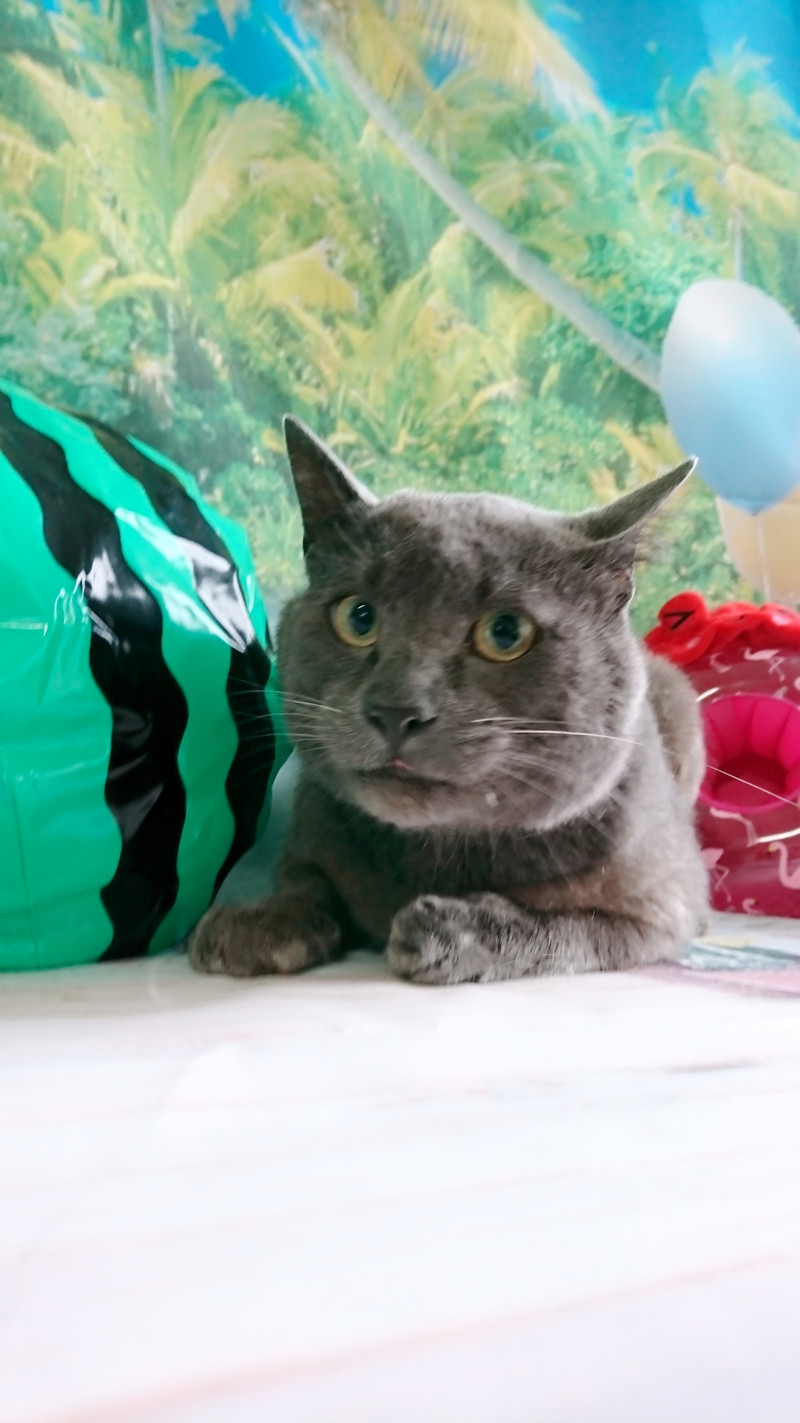 猫のアクちゃん お爪切り