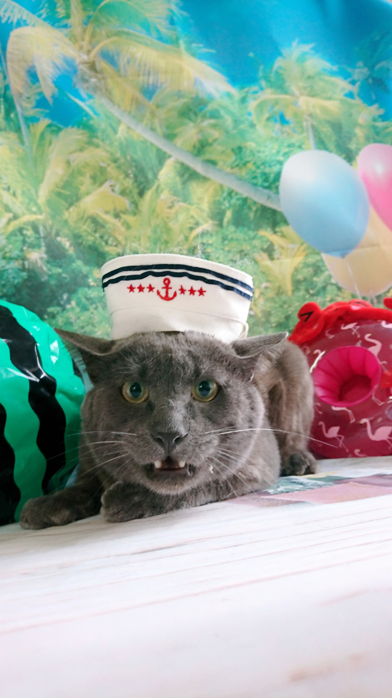 猫のアクちゃん お爪切り