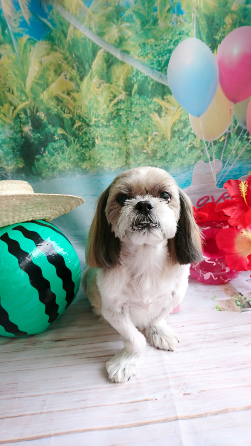 シーズーのクーちゃん シャンプーコース