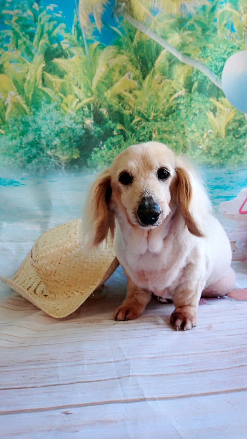 ダックスのミルちゃん&クゥちゃん トリミングコース