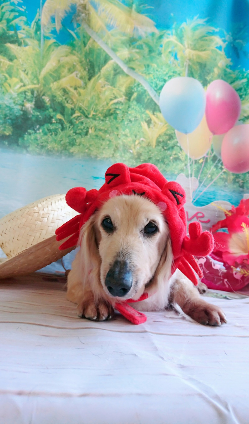 ダックスのミルちゃん&クゥちゃん トリミングコース