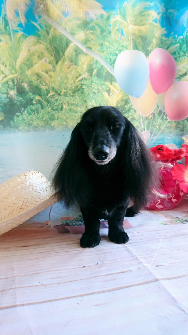 ダックスのミルちゃん&クゥちゃん トリミングコース