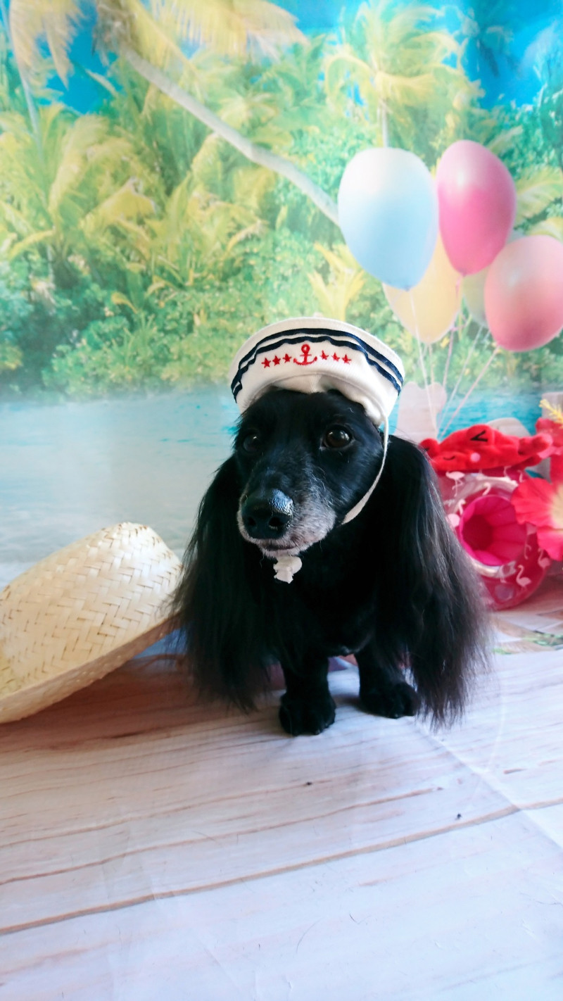 ダックスのミルちゃん&クゥちゃん トリミングコース