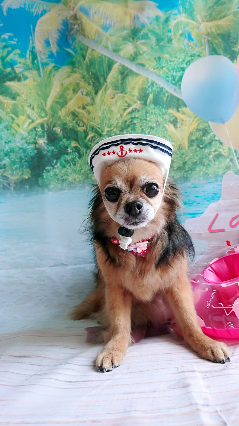 チワワのチョコちゃん グルーミングコース デンタル