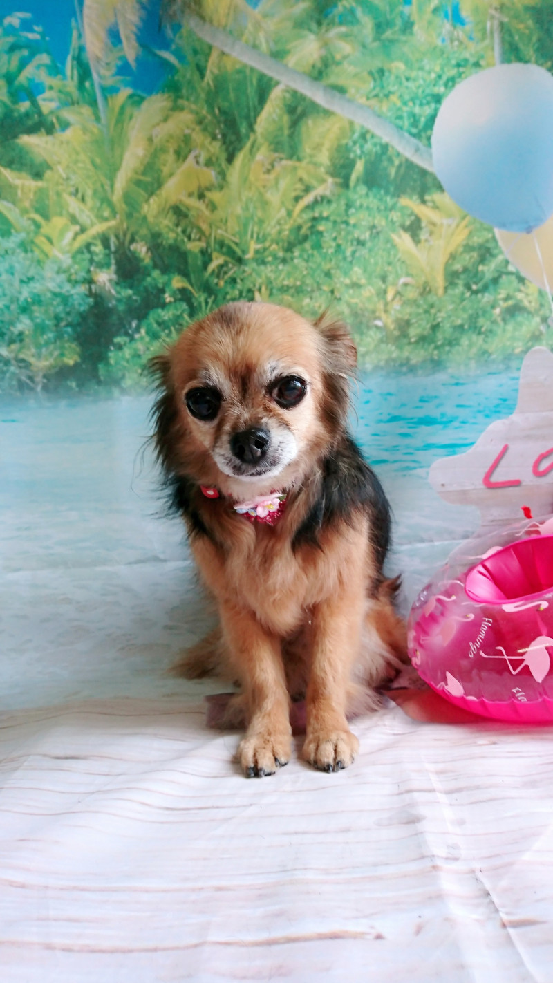 チワワのチョコちゃん グルーミングコース デンタル