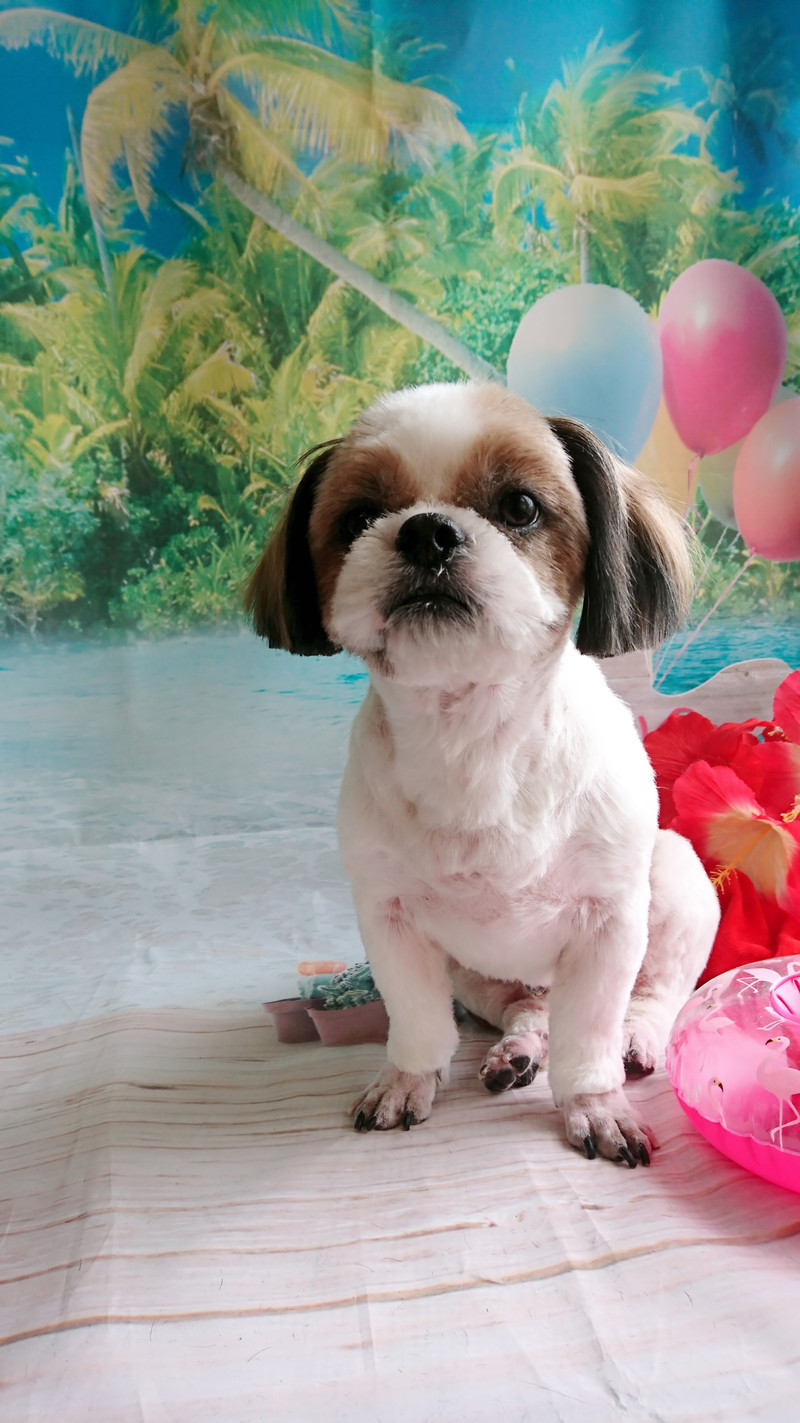 シーズーの空太ちゃん トリミングコース デンタル