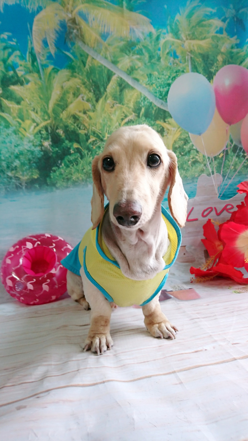 ダックスのりょうちゃん&武蔵ちゃん トリミングコース