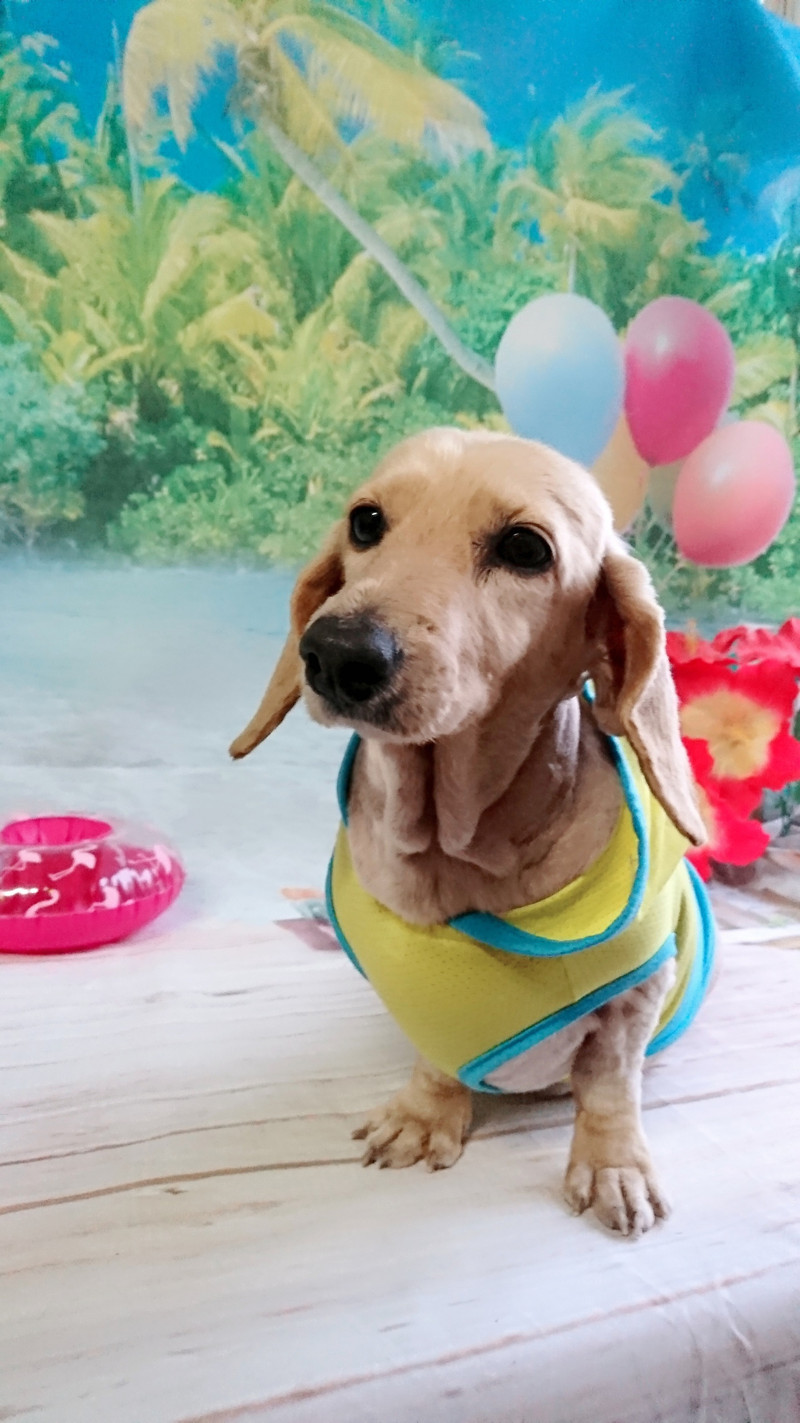 ダックスのりょうちゃん&武蔵ちゃん トリミングコース