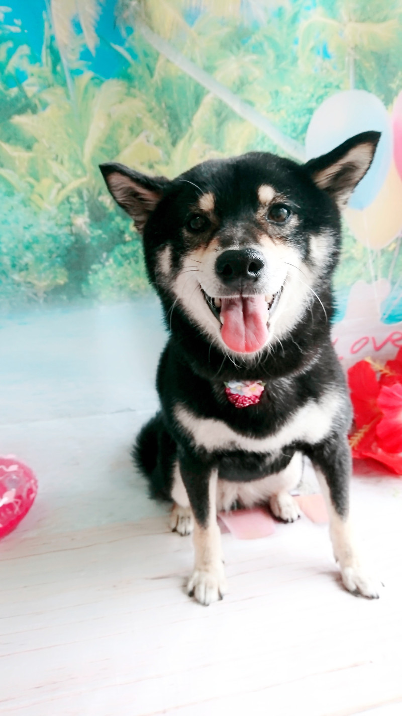 柴の椿ちゃん グルーミングコース