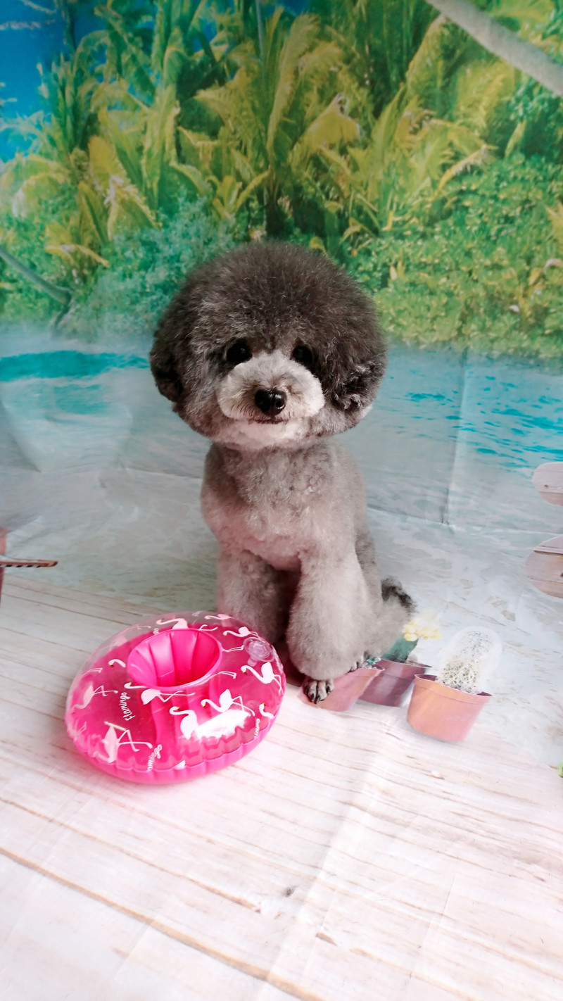 プードルのココちゃん トリミングコース