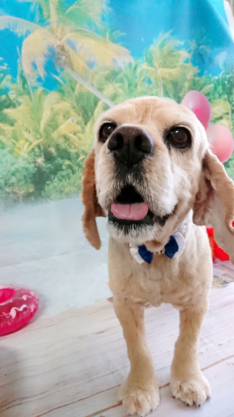 コッカーのれのちゃん トリミングコース