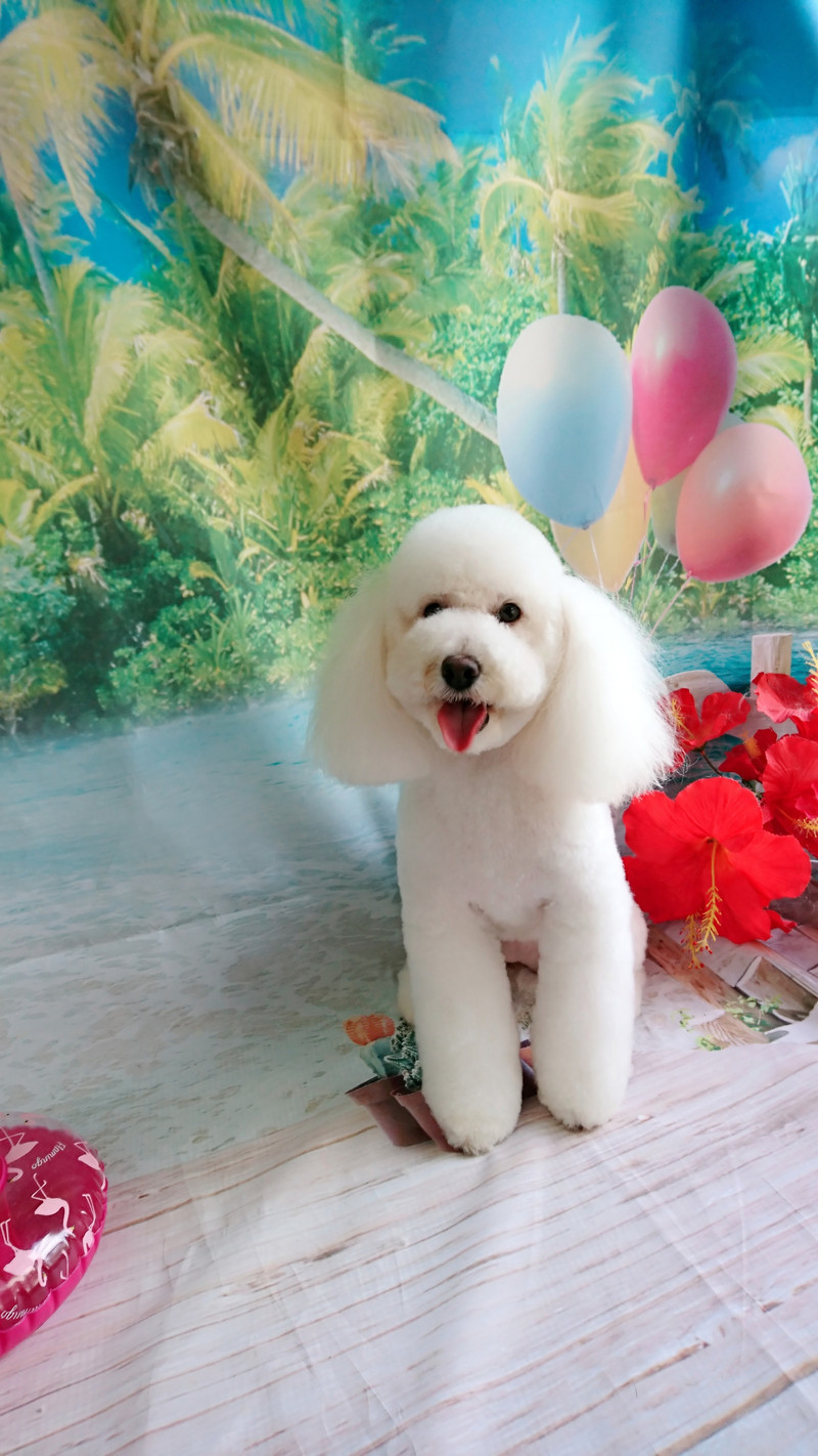 プードルの詩乃ちゃん トリミングコース