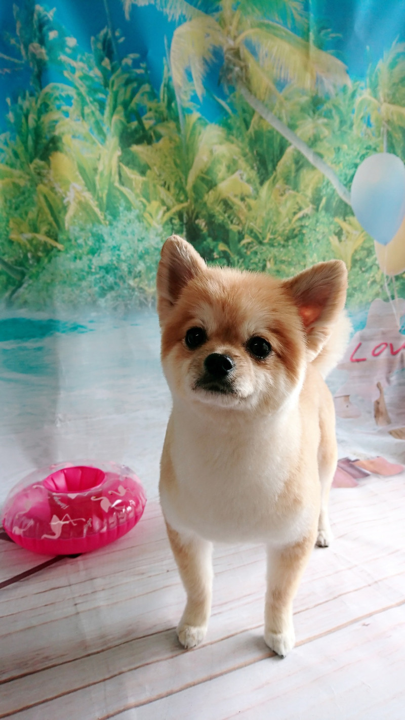 チワワ×ポメラニアンの虎鉄ちゃん トリミングコース ハーブパック