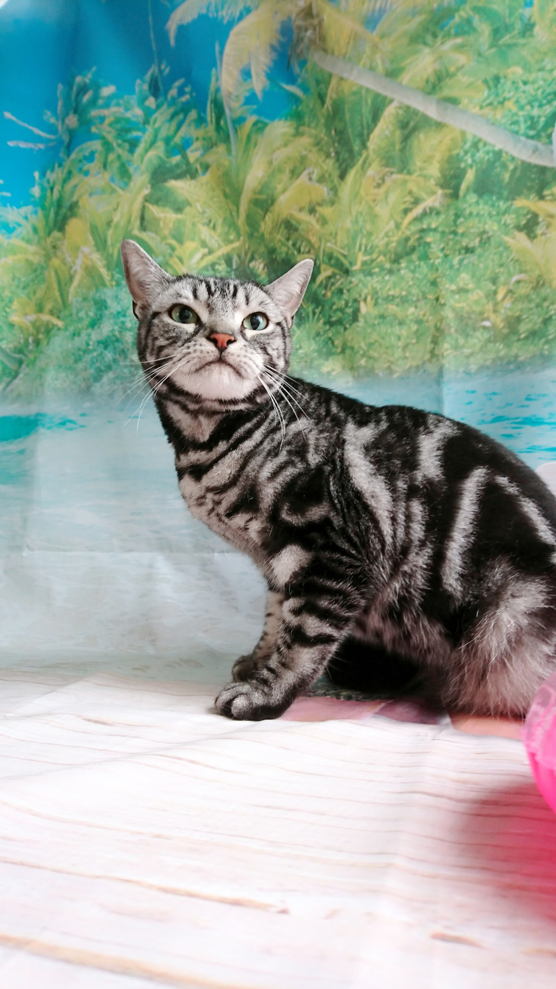 アメリカンショートヘアのチョコちゃん シャンプーコース お爪切り お耳掃除