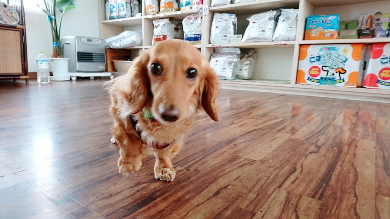 ダックスのケンちゃん 一時お預かり