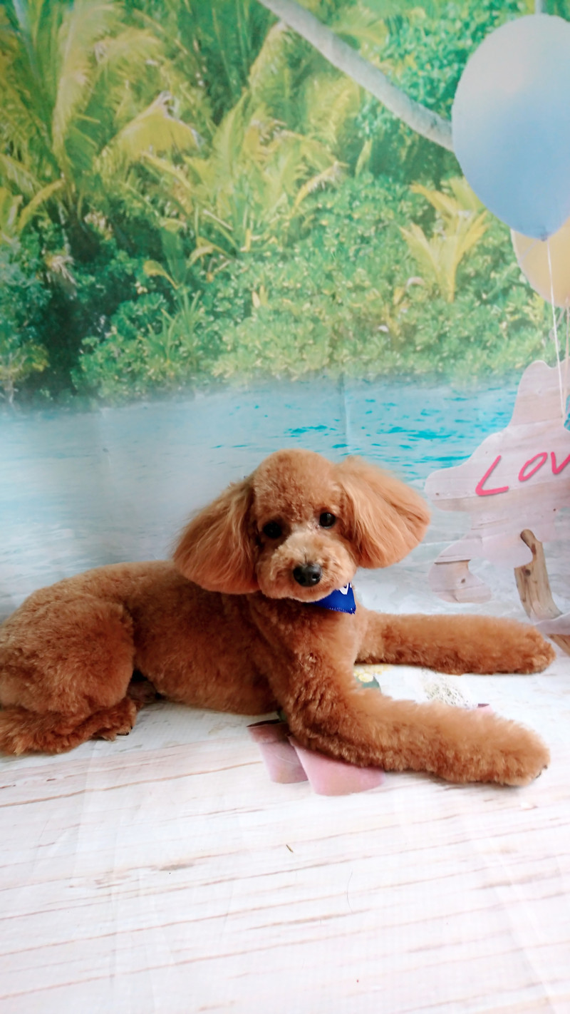 プードルのまるちゃん トリミングコース