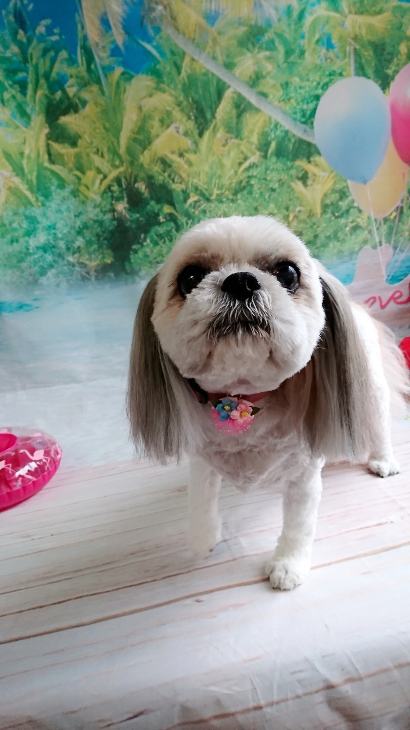 MIXのひかりちゃん トリミングコース