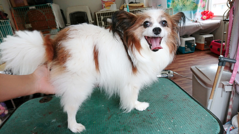 パピヨンのチップちゃん トリミングコース