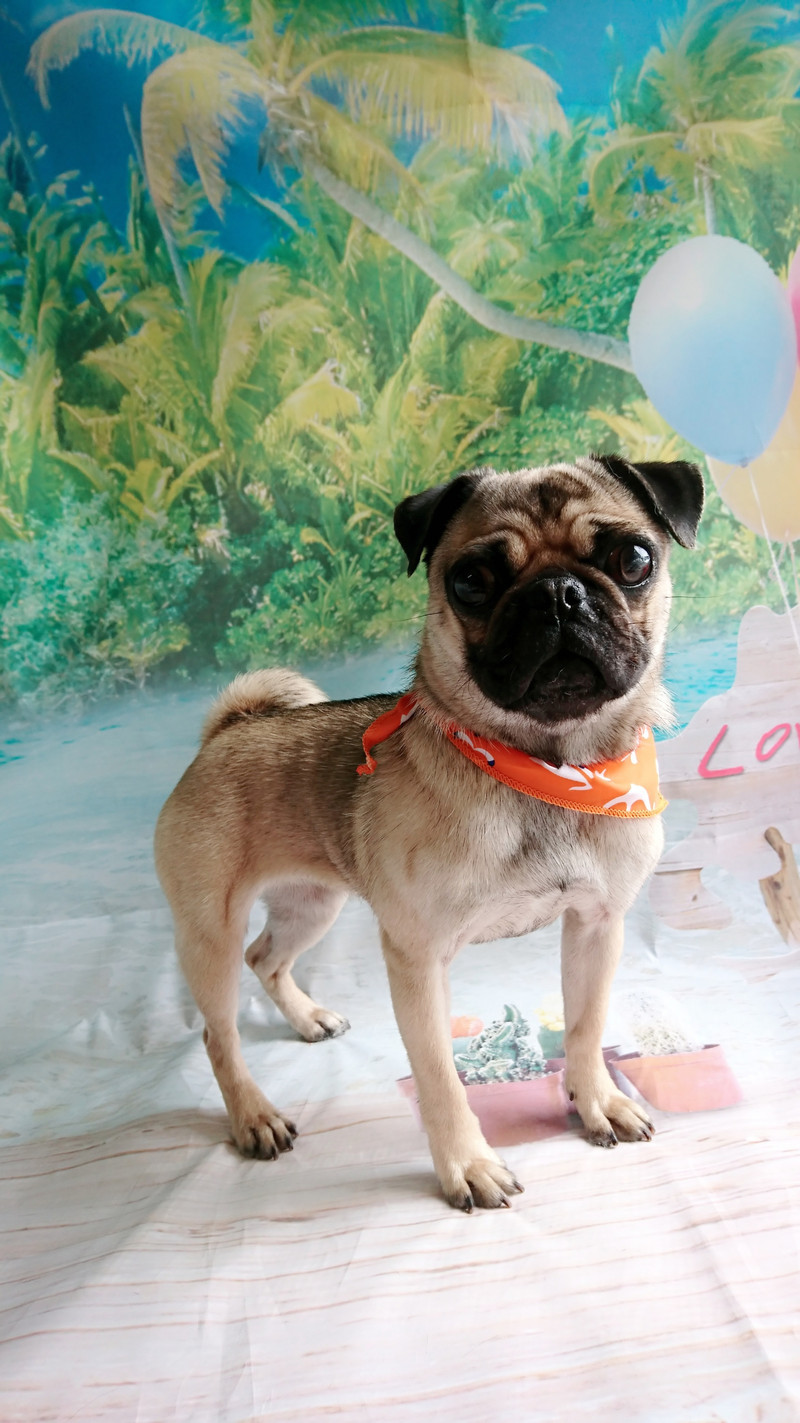 パグのヨシコちゃん シャンプーコース お爪切り