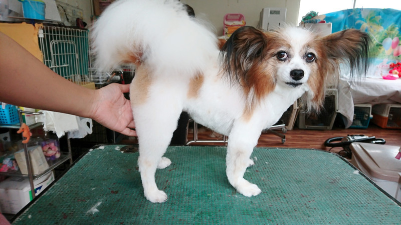 パピヨンのチップちゃん トリミングコース