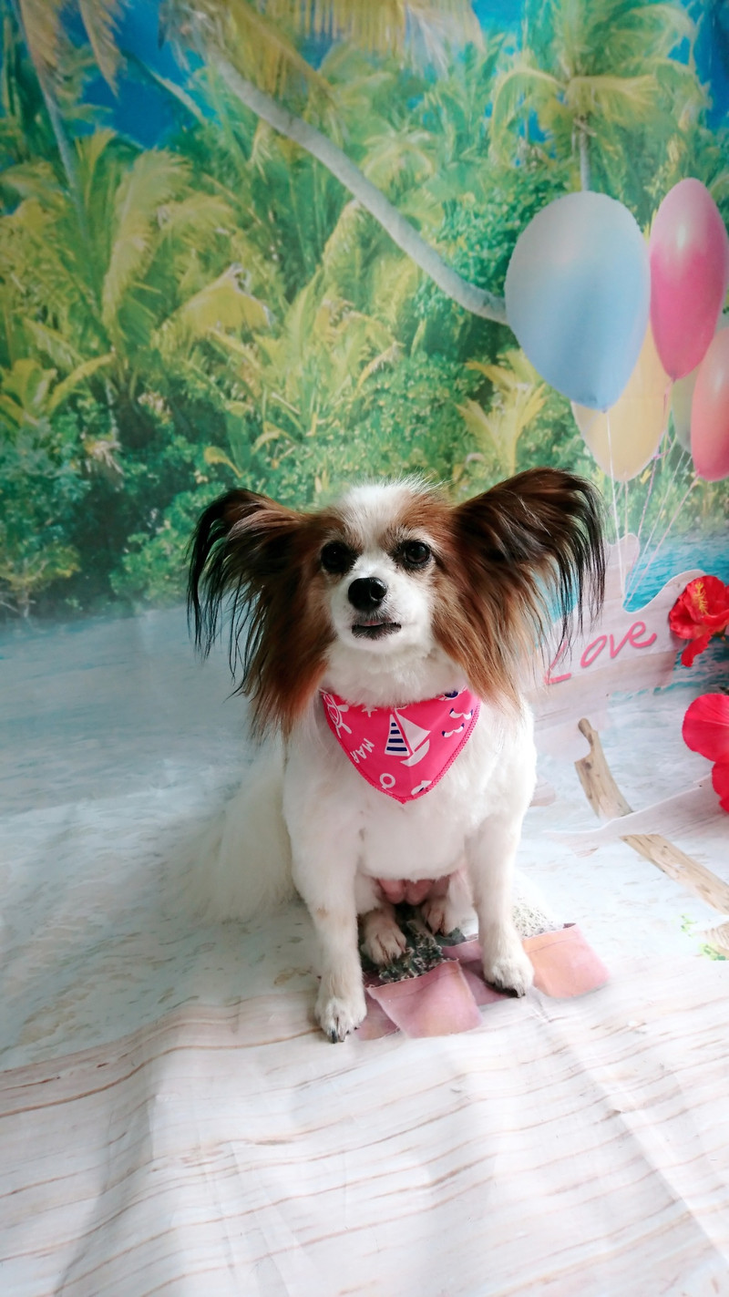 パピヨンのチップちゃん トリミングコース