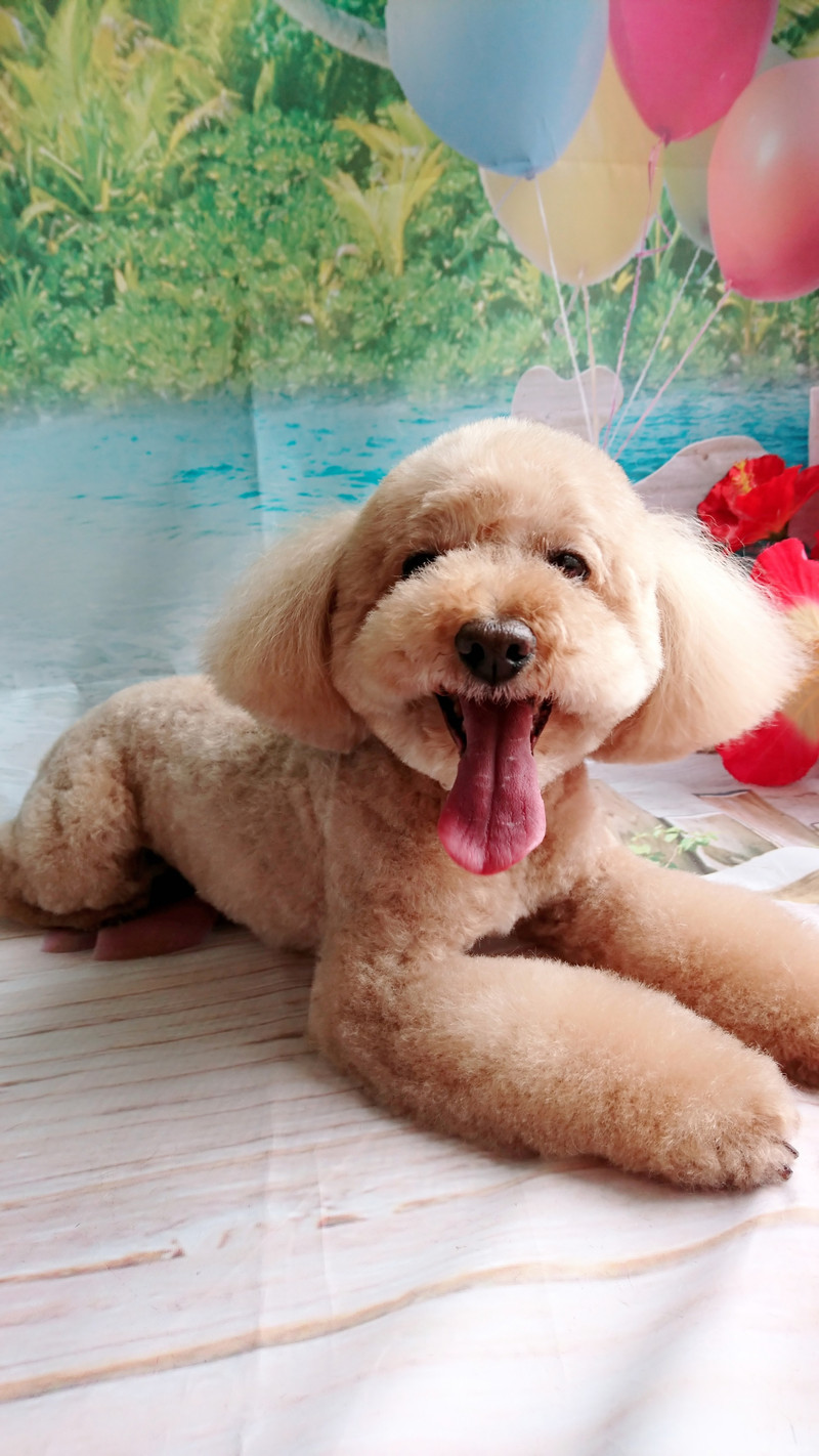 フランちゃん トリミングコース