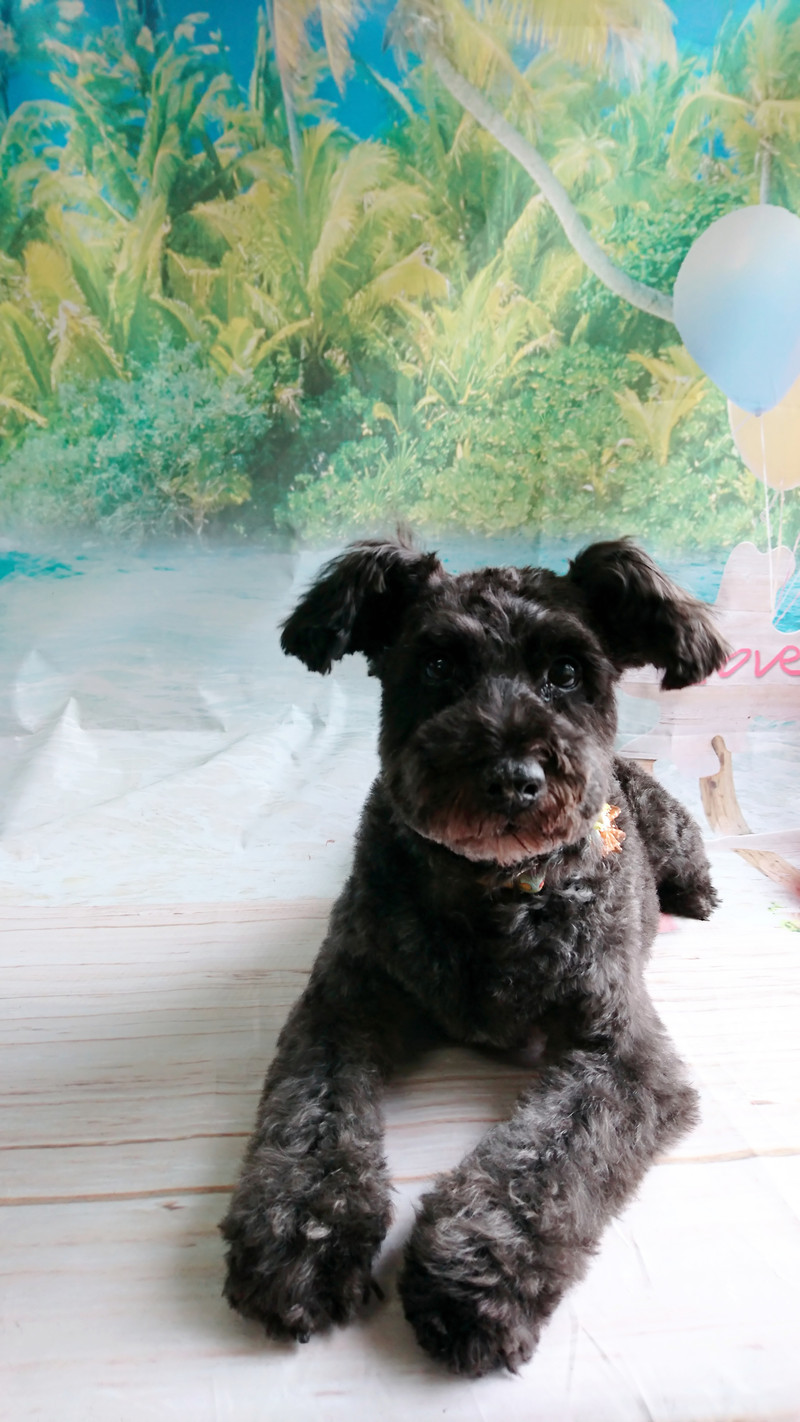 シュナウザーのヂヂちゃん トリミングコース デンタル