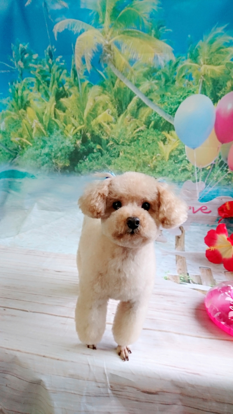 プードルのティムちゃん トリミングコース