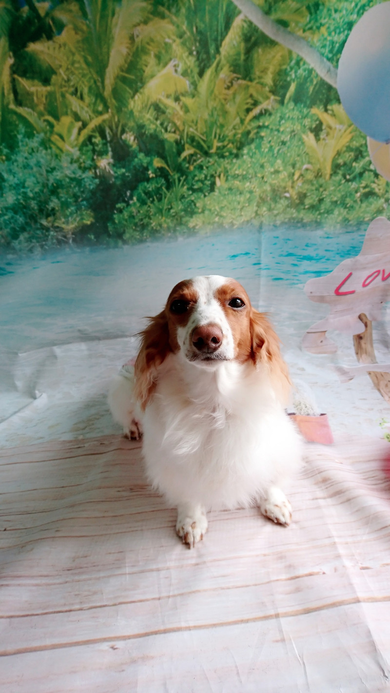 ダックスのひまわりちゃん グルーミングコース 部分カット