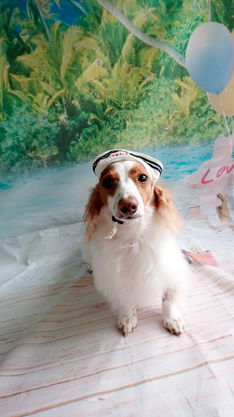 ダックスのひまわりちゃん グルーミングコース 部分カット