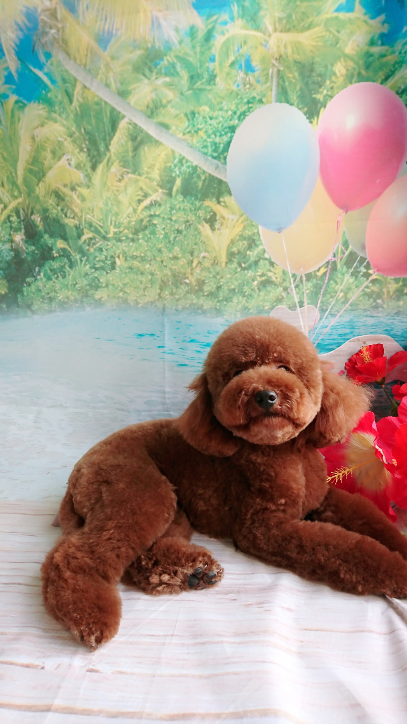 プードルのももちゃん トリミングコース