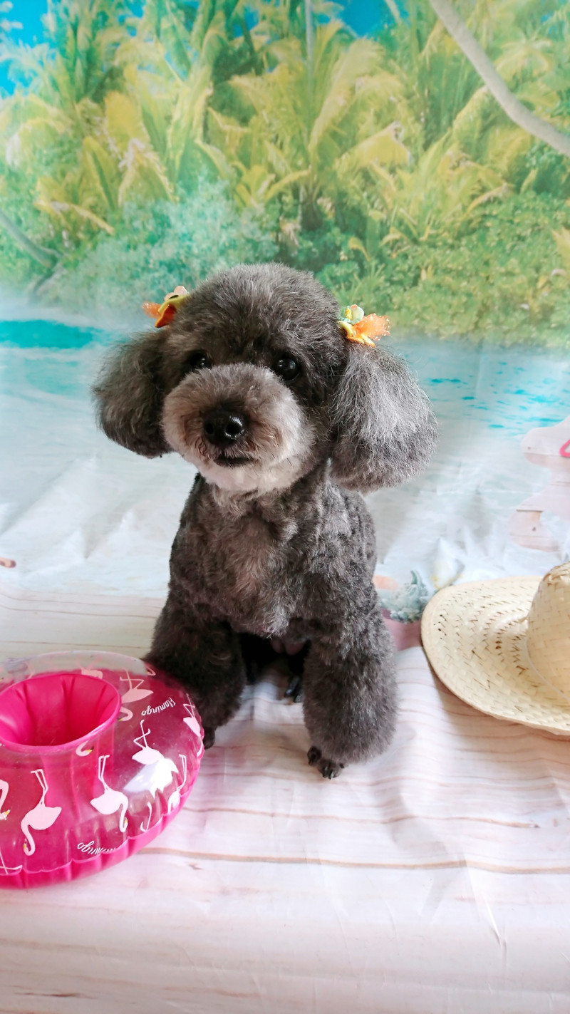 プードルのすずちゃん&ルナちゃん トリミングコース