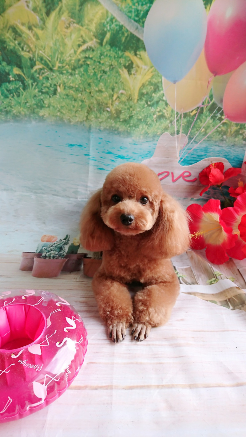 プードルのすずちゃん&ルナちゃん トリミングコース