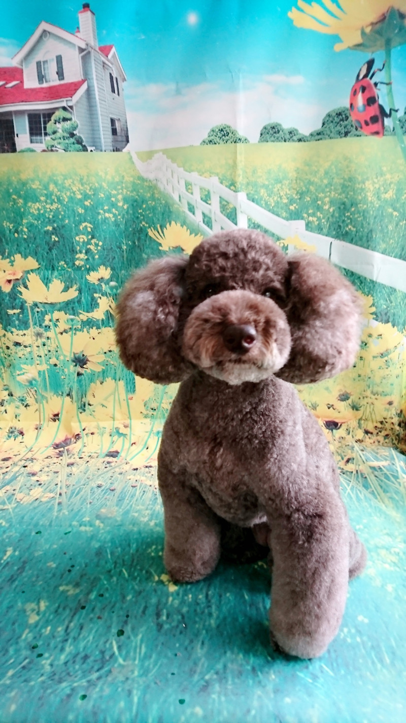 プードルのモールちゃん トリミングコース