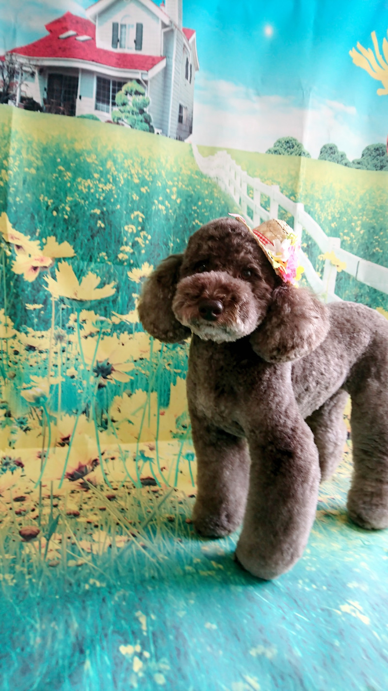 プードルのモールちゃん トリミングコース